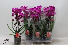 Phalaenopsis Cascade 12Ø 45cm 2st