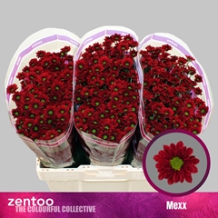 Chrysanth Santini Mexx 55cm 40gr.