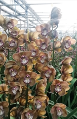 Cymbidium Cohiba 80cm
