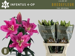 Lily Oriental Infentus 95cm 4+