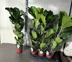 Ficus Lyrata 17Ø 105cm