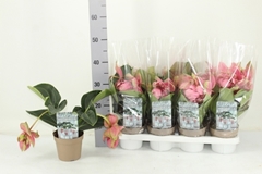 Medinilla Candy 14Ø 30cm 2bl