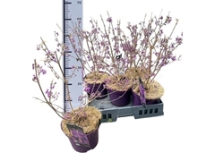 Callicarpa Bodinieri Profusion 19Ø 60cm
