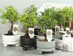 Bonsai Mix 12Ø 25cm