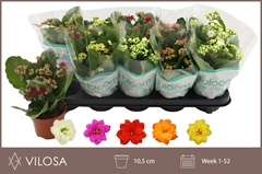 Kalanchoe Double Mix 10Ø 22cm