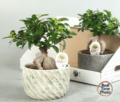 Ficus Microcarpa Ginseng 20Ø 40cm