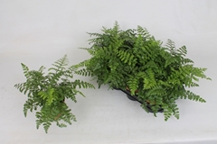 Asplenium Parvati 12Ø 25cm