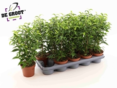 Ficus Benjamina Natasja 12Ø 37cm