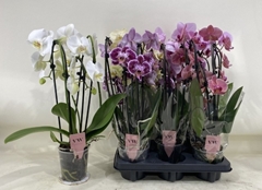 Phalaenopsis Mix 12Ø 45cm 3st