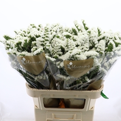 Limonium Sinuatum Silvery Sun Birds 80cm 65gr.