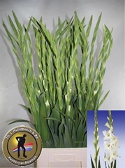Gladiolus Serena 105cm 170gr.