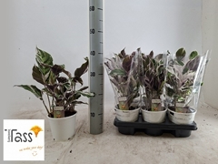 Calathea Fusion White 14Ø 35cm