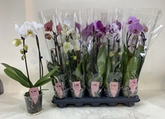 Phalaenopsis Mix 12Ø 45cm 1st