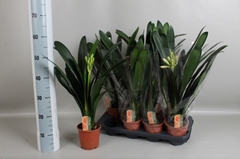 Clivia Miniata 13Ø 60cm