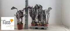 Calathea Fusion White 14Ø 45cm