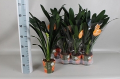 Clivia Miniata 13Ø 65cm