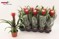 Guzmania Hope 12Ø 42cm