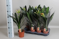 Clivia Miniata 13Ø 50cm