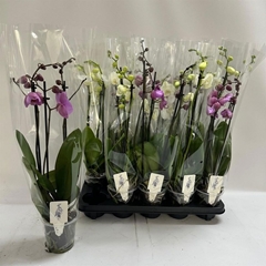 Phalaenopsis Mix 12Ø 60cm 3st