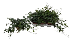 Hedera Helix Pittsburgh 13Ø 30cm