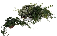 Hedera Helix Mix 13Ø 40cm