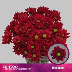 Chrysanth Spray Mexicano 70cm 80gr.