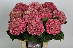 Hydrangea Glowing Alps Classic 70cm 16-18cm Hd