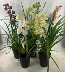 Cymbidium Mixed 14Ø 60cm 1st