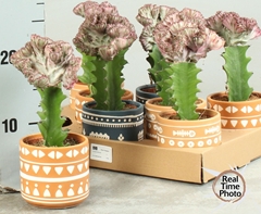Cactus Mix 10Ø 20cm