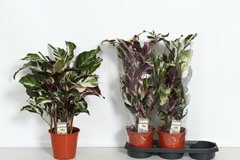 Calathea Fusion White 19Ø 70cm