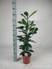 Ficus Cyathistipula 21Ø 105cm