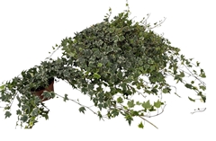 Hedera Helix White Ripple 13Ø 40cm