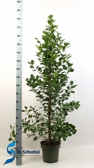 Ficus Microcarpa Moclame 27Ø 180cm