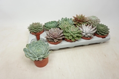 Echeveria Mix 10Ø 12cm