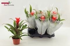 Guzmania Hope 12Ø 35cm