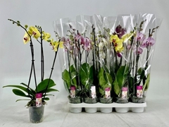 Phalaenopsis Mix 12Ø 60cm 3st