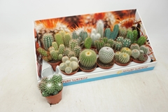 Cactus Mix 8Ø 12cm