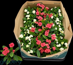 Euphorbia Mix 6Ø 12cm