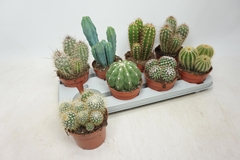 Cactus Mix 12Ø 15cm