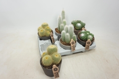 Cactus Mix 10Ø 18cm
