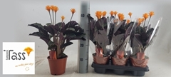 Calathea Crocata 14Ø 35cm