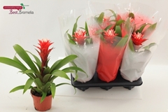 Guzmania Hope 12Ø 35cm