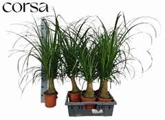 Beaucarnea Recurvata 17Ø 80cm