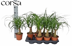 Beaucarnea Recurvata 14Ø 50cm