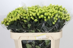 Hypericum Smiley Romance 70cm