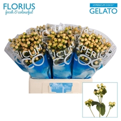 Hypericum Coco Gelato 60cm