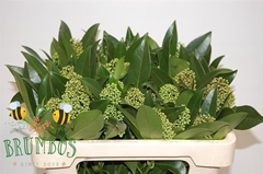 Skimmia Kew Green Per Bunch 50cm