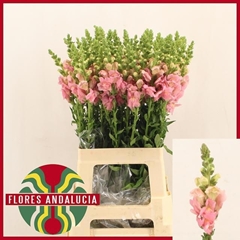 Antirrhinum Potomac Pink 70cm