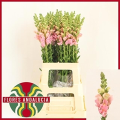 Antirrhinum Potomac Pink 70cm