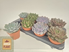 Echeveria Mix 12Ø 15cm